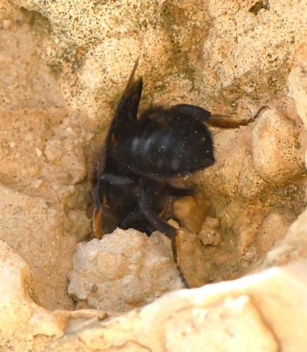 Réf. 227 923 : Megachile parietina